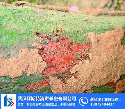 常德古白蟻防治_白蟻_長沙白蟻預(yù)防處理 查看